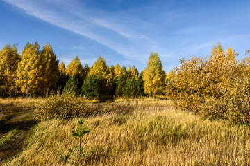 Fototapeta premium Landscape images of an autumn forest