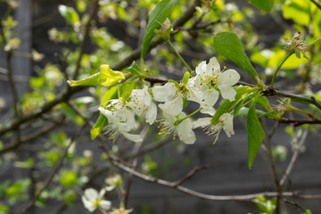 apple tree blossom