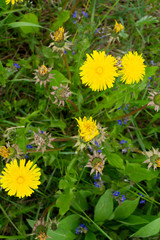 yellow dandelions on green grass
