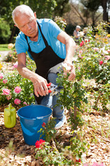 Portrait of senior man cutting back shoots of rose bushes at flowerbed in park
