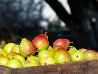 Organic pears in vintage box on weathered blue wooden surface