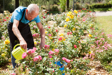 Cheerful mature man watering roses at flower bed on sunny day