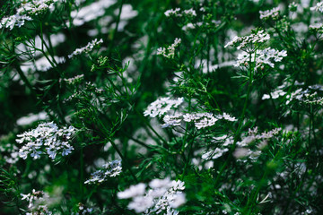 Coriander, also known as cilantro white blossoms blooming in summer.