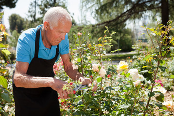 Portrait of senior man cutting back shoots of rose bushes at flowerbed in park