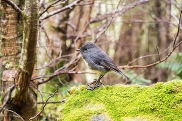 A curious little robin in the forest