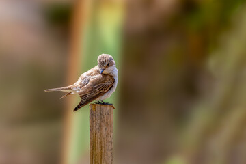 European Pied fly catcher Ficedula hypoleuca perched on a post