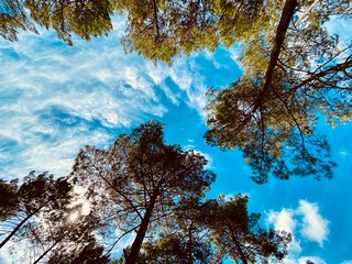 Obraz premium arbres vue du sol