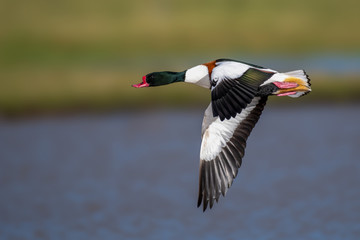 Obraz premium tadorna tadorna European Shelduck in full flight over a wetlands