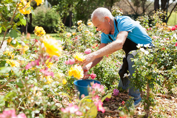 Senior male cutting branches of blooming roses at flowerbed