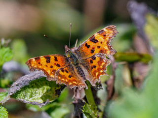 european comma butterfly on leaves in the summer