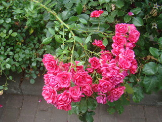 Roses. Pink Roses in the garden. Rose Garden. Pink flowers.