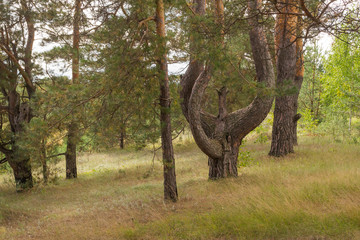landscape images in Syzran city Park in rainy weather