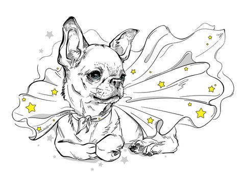 Cute chihuahua in a superhero cape. A dog in a cape with stars. Stylish image for printing on any surface