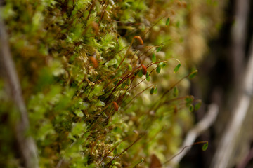 close up of a moss