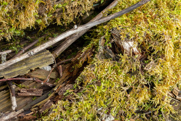green moss on a log