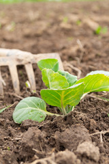 seedlings of cabbage