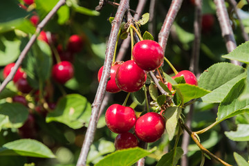 Cherry ripe in the home garden on the banks of the Volga