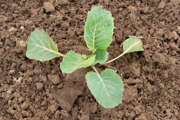 young green sprout