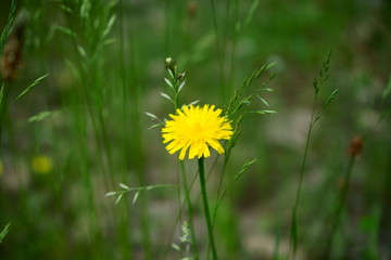 mlecz mlecz na łące ,łąka © Marcin Łazarczyk