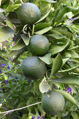 green raw tangerine in tangerine tree
