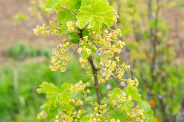 flowering currant