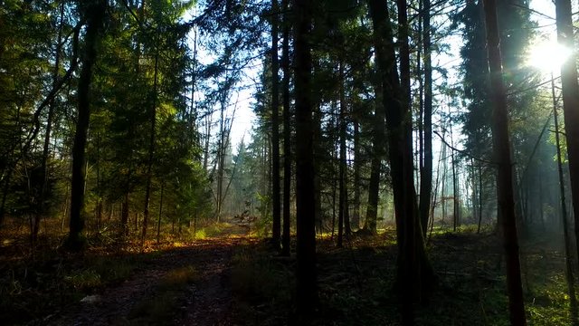 Intensive sun rays in the autumn forest with spruces.