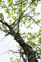 tree branches with leaves