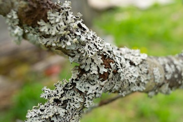 moss on tree trunk