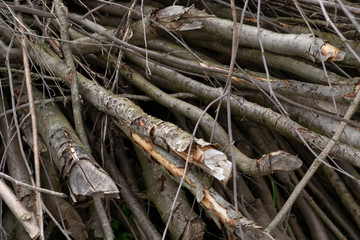 pile of firewood
