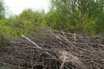 a pile of firewood in the forest