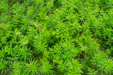 green grass background Ivan tea