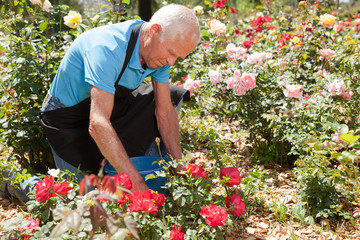 Cheerful mature man cutting with scissors roses bushes at flower bed on sunny day