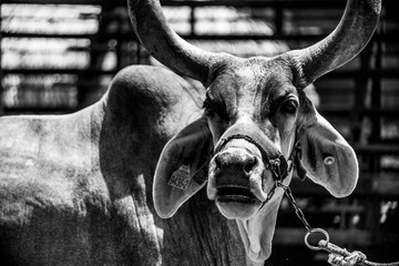 blanco y negro, cebú, vaca