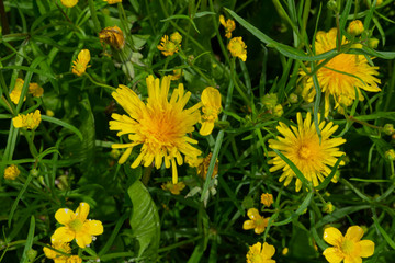 yellow dandelion flowers