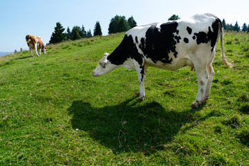 Sustainable farming, free grazing cow in mountain meadow. Dairy cow profile grazing in the open air