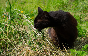 cat on grass