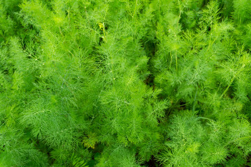 close-up of green dill