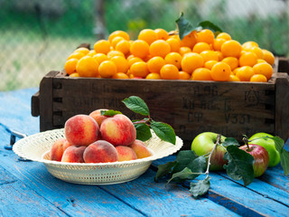 Organic cherry plums in vintage box, bowl with peaches and apples on weathered blue wooden surface against garden background