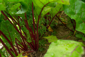 green beet leaves in the garden