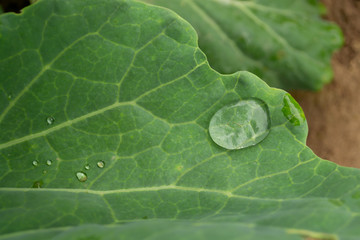 green leaf with water drops