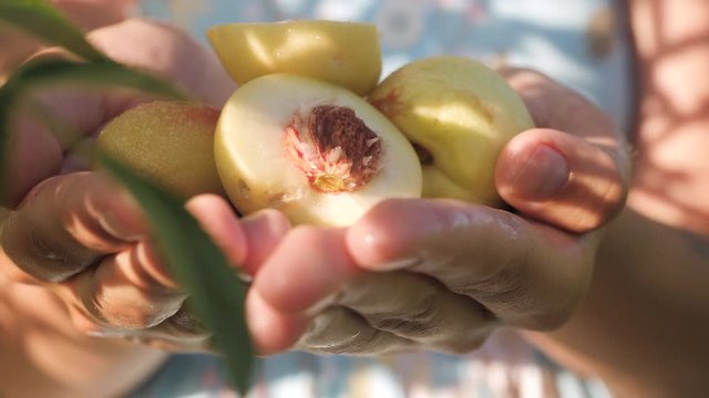 Nectarine. Female hands hold several fresh beautiful yellow nectarine in palms on sunny day. Close-up