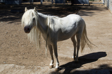 Obraz na płótnie Canvas white long hair unicorn horse portrait in the outdoor zoo 