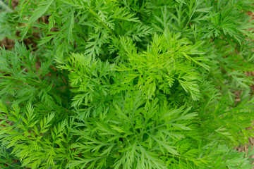 green carrot  background
