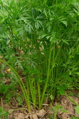 green leaves of carrot,
