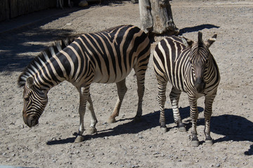 Fototapeta na wymiar couple of zebra wild animals in the zoo