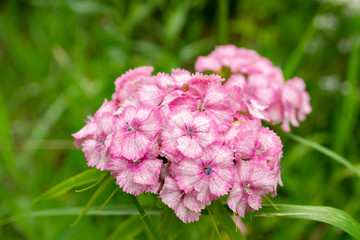pink and white flowers