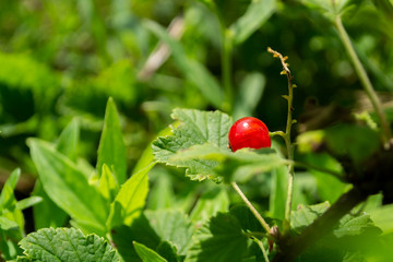 red currant berries