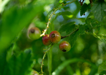red currant berries
