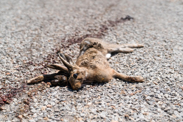 The carcass of the wild rabbit that the car hit and killed on the asphalt road is lying on the ground.