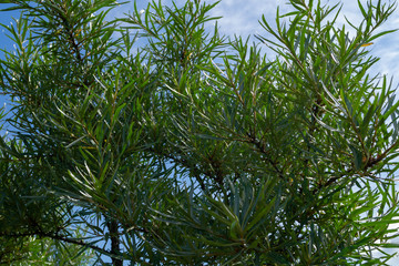 Fototapeta premium green leaves of a tree
